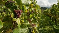 Wijngaard met druiven