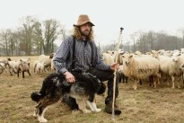 Herder met hond en schapen